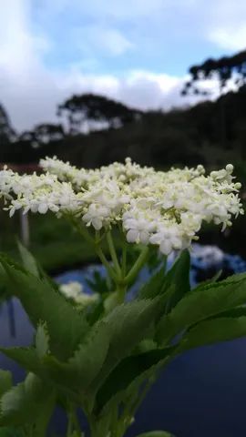 MUDAS DE SABUGUEIRO COM FLORES  - Foto 2