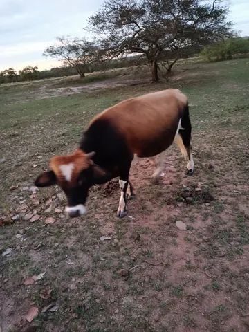 Vendo dois mini boi,especialmente para produção em chácaras, produzir vacas de LEITE 