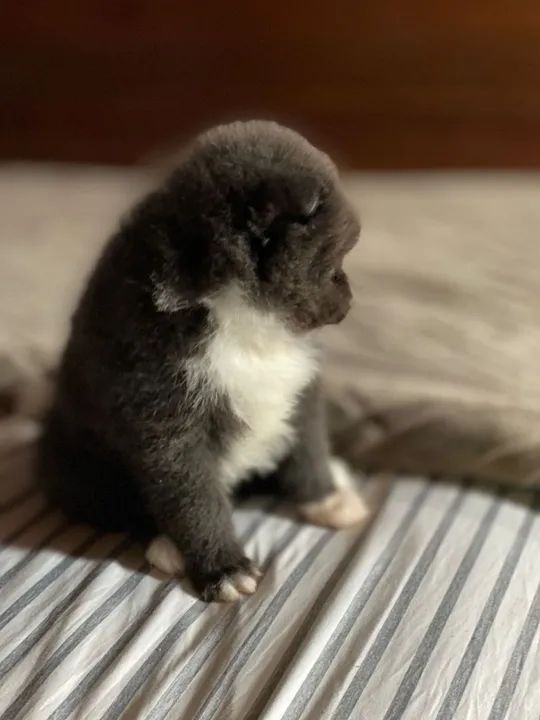 Filhote de Spitz Alemão - Foto 2