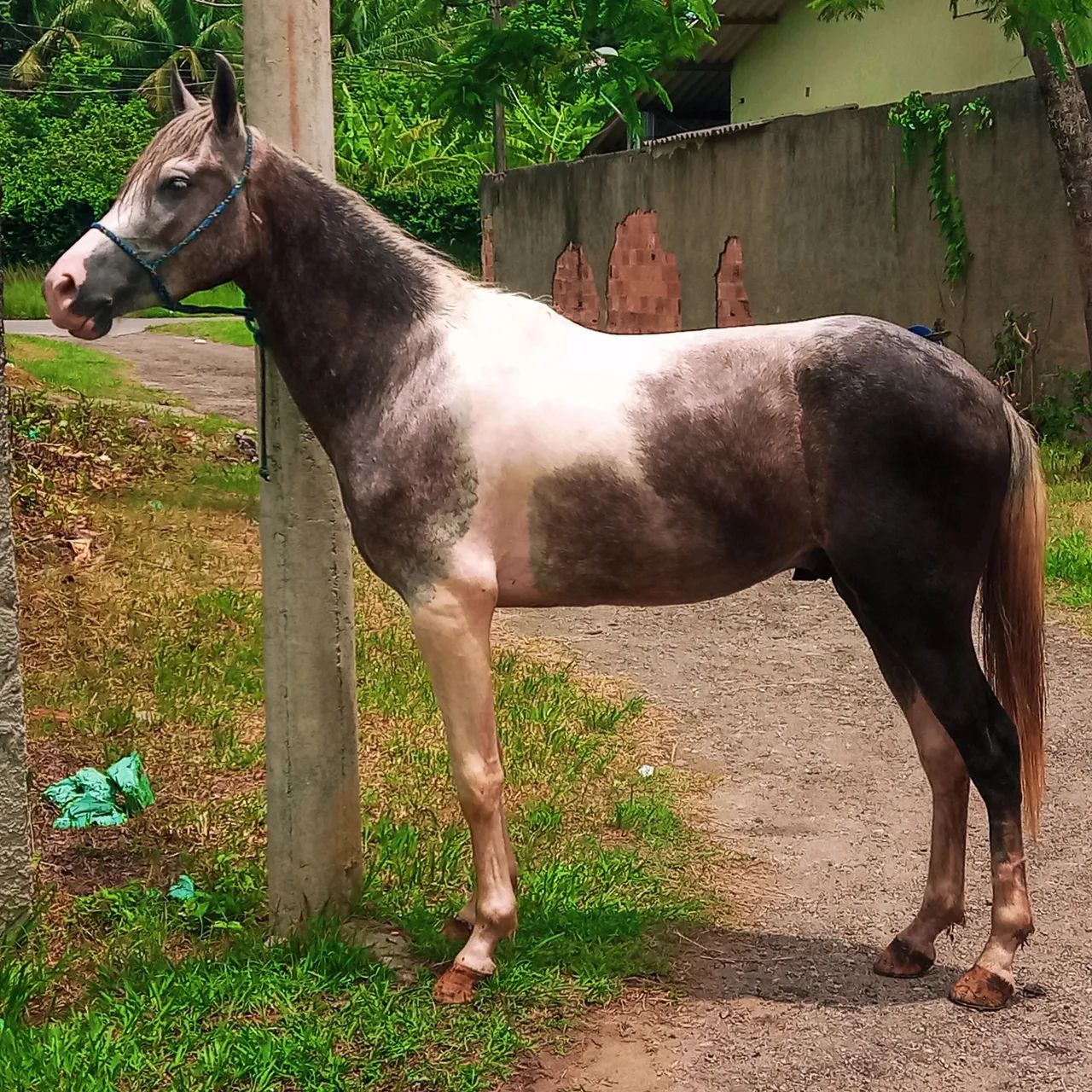 Potro Mangalarga Marchador - Foto 2