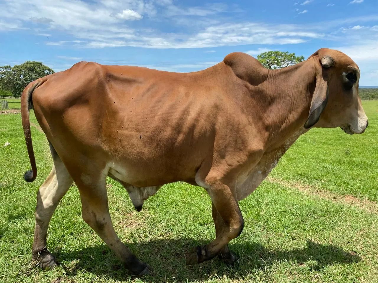 Exeleentes Gir Leteiro, garrotinhos