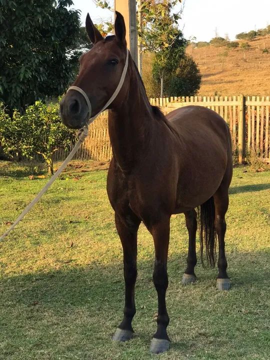 Egua Mangalarga Marchador - Foto 3