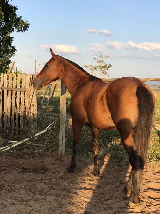 Egua Mangalarga Marchador