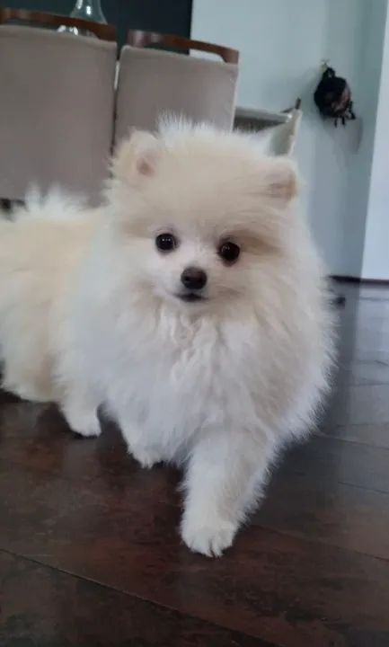 Spitz Alemão/ Lulu da pomerania apartir de 1900