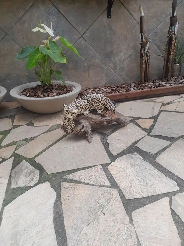 Onça com filhote antiga  - Foto 6