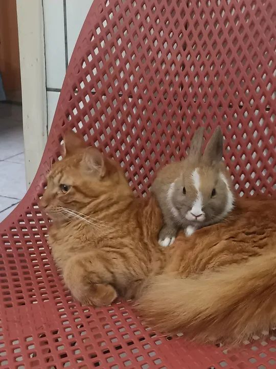 Vendo coelho pequeno 