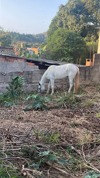 Égua  branca para venda ou troca  - Foto 2