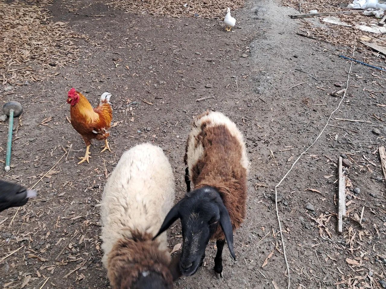 Ovelhas e carneiro para venda - Foto 3