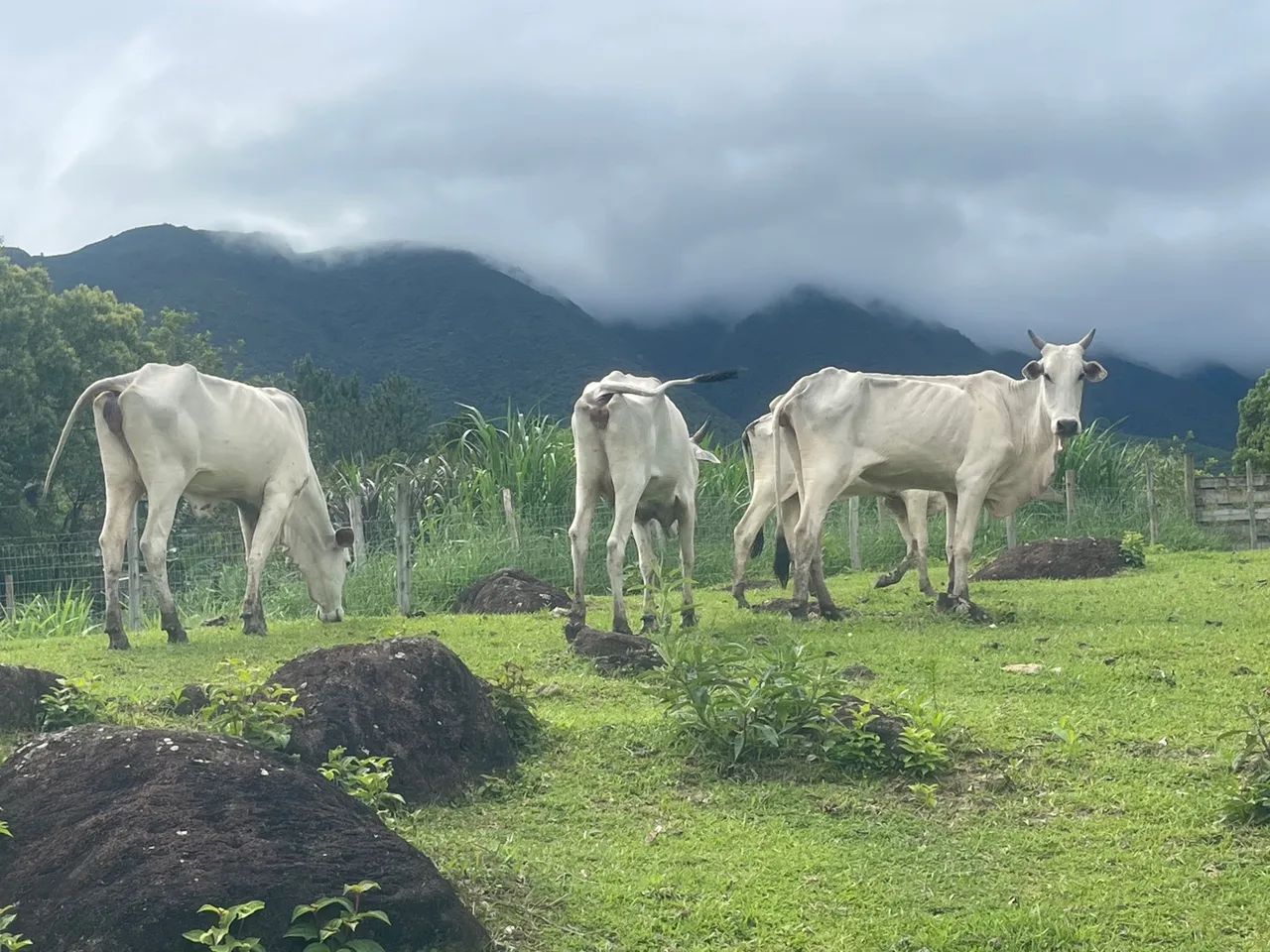 Vaca Nelore  - Foto 3