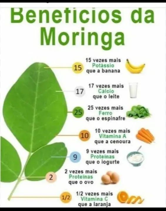 Sementes de Moringa para plantio - Foto 2