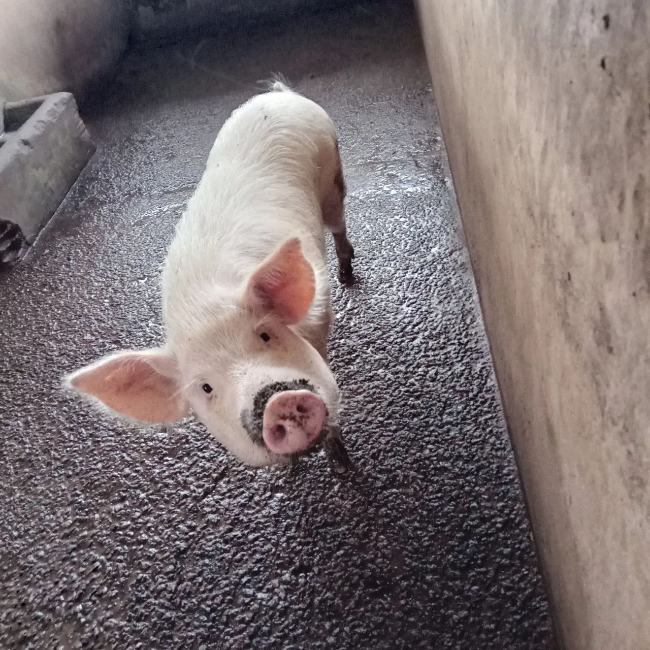 Porca com Leitões - Foto 3