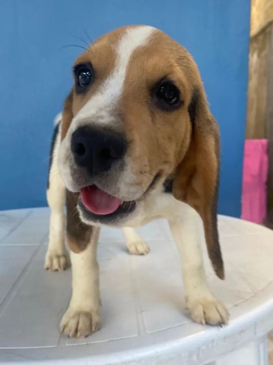 Beagle fêmea  - Foto 2