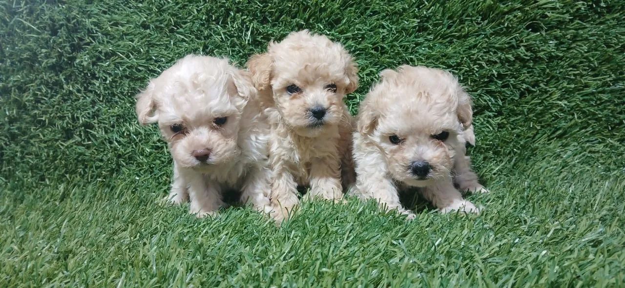Poodle Toy Mini Branco  - Foto 2
