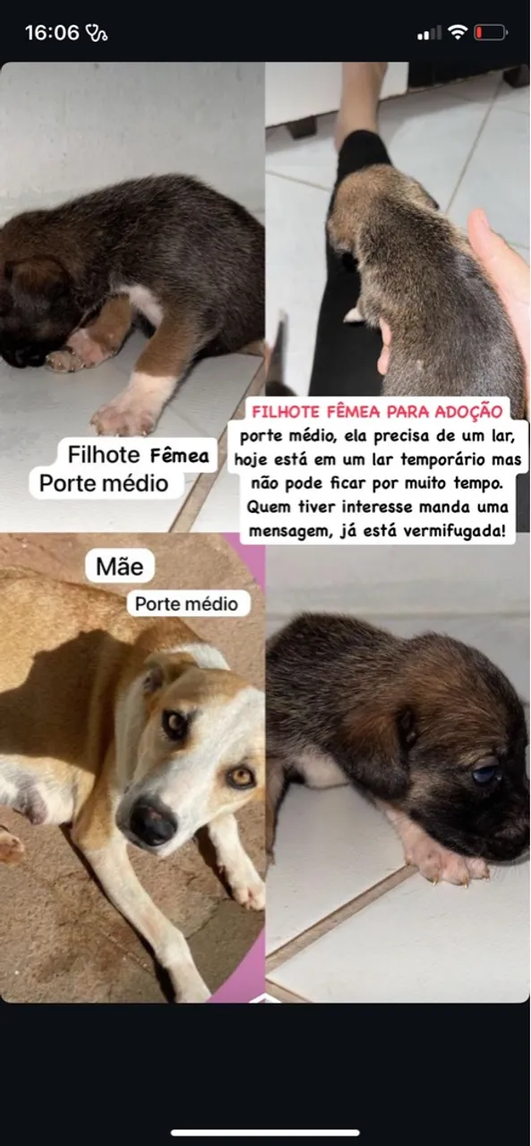 Filhote fêmea para adoção