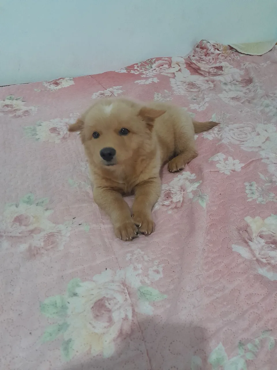 Filhote de cachorro fofo à venda , muito adorável.