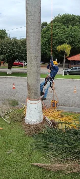 Corte e poda de árvores   - Foto 5