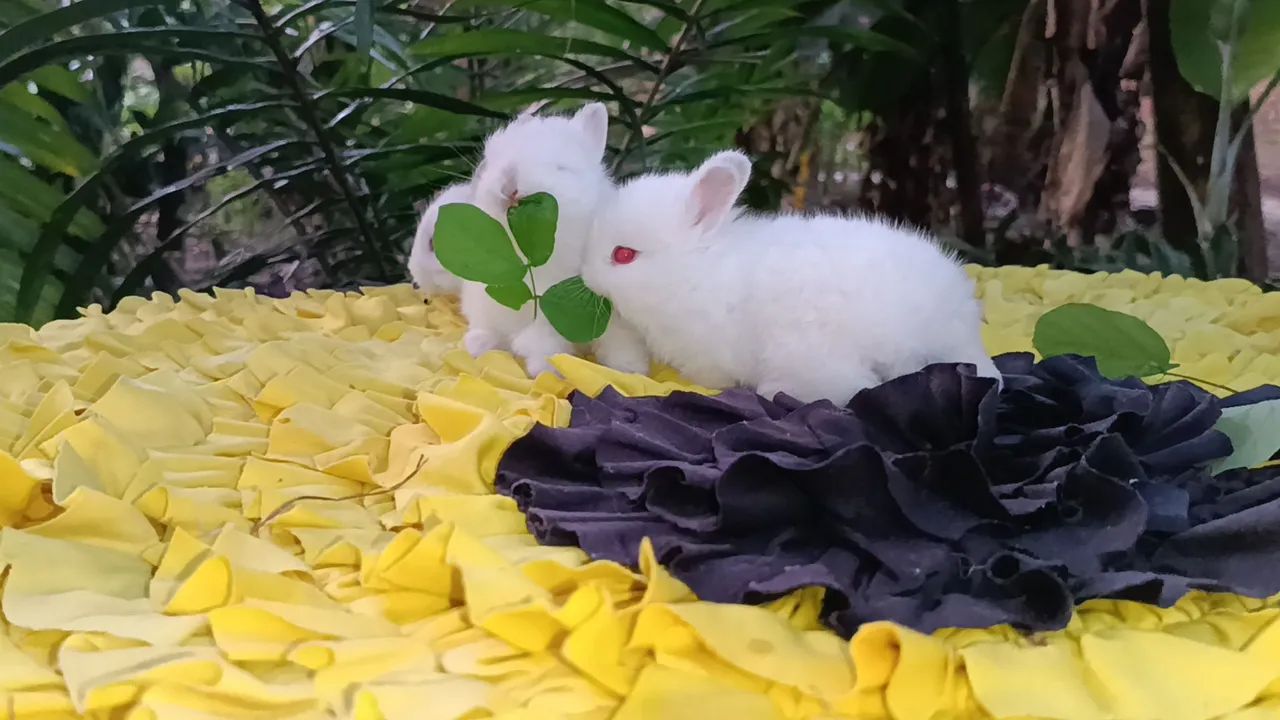 Netherland/ coelho anão  - Foto 6