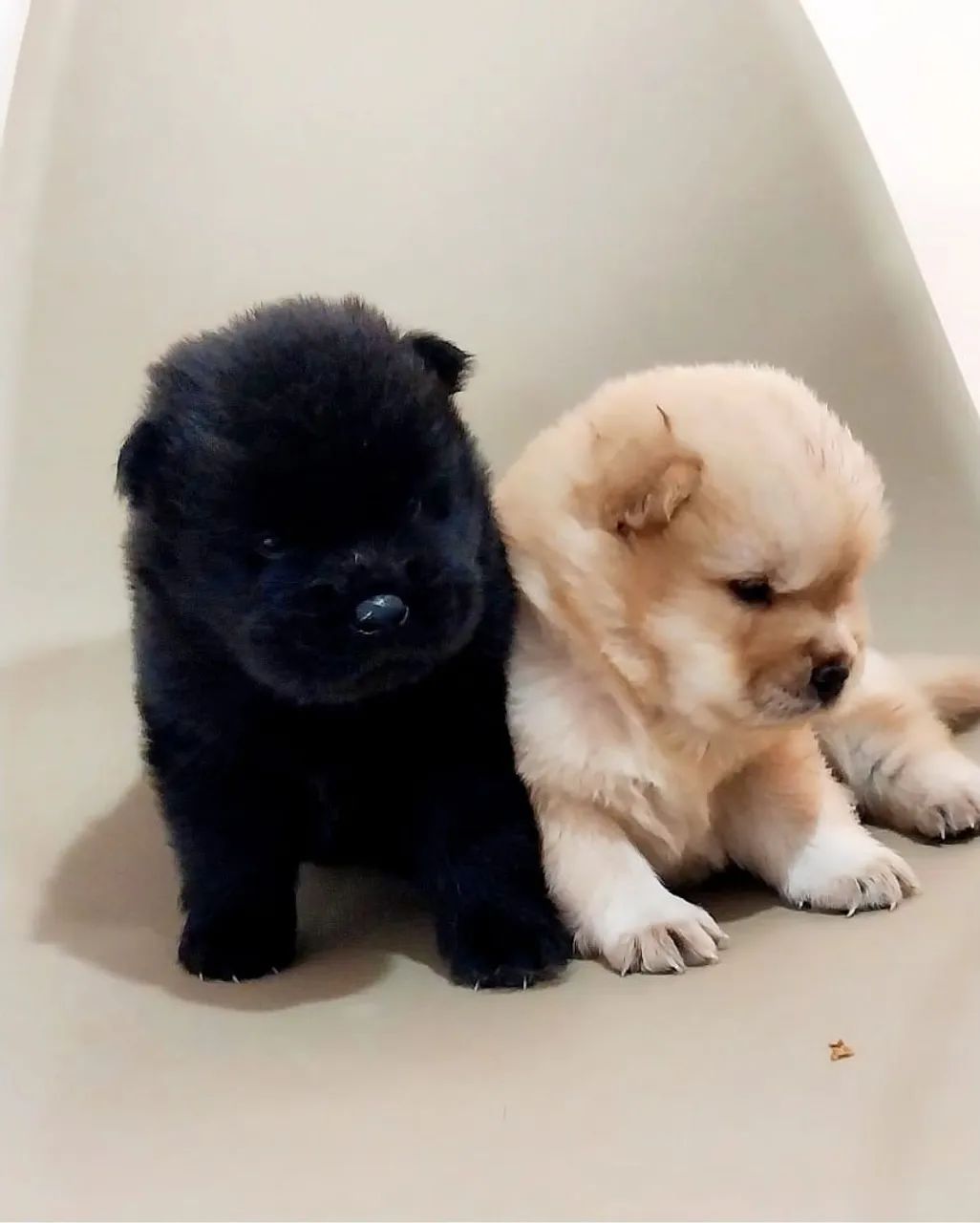 Vendo filhotes de chow-chow - Foto 5