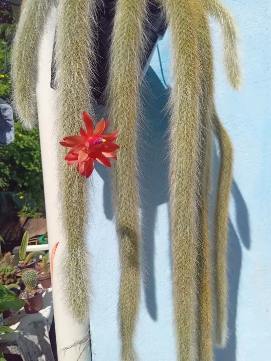 Cactus Raro com Flor | Rabo de Macaco  - Foto 4