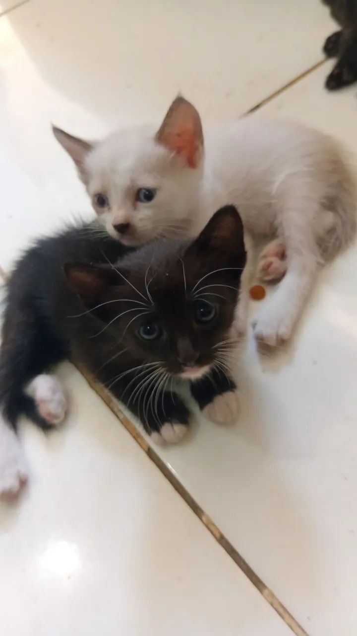 ADOÇÃO / DOAÇÃO  GATINHOS  - Foto 2