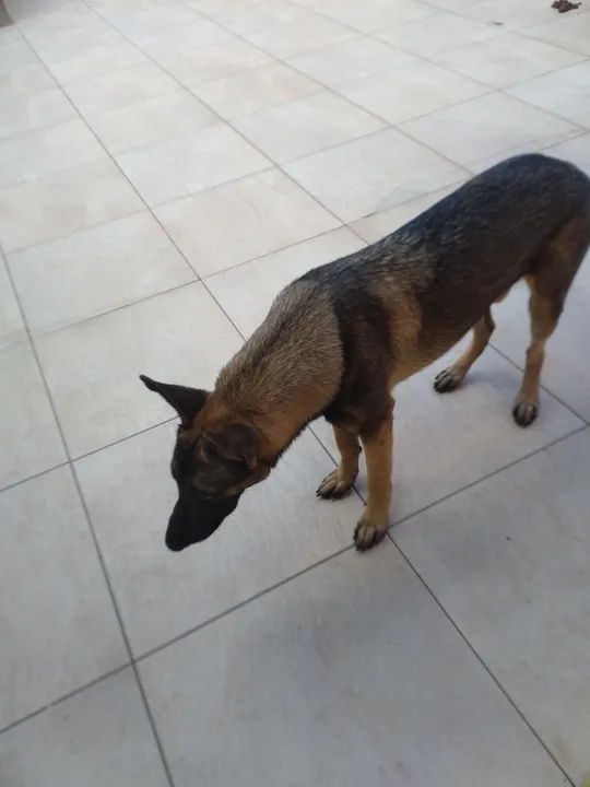 Doa.se pastor alemao