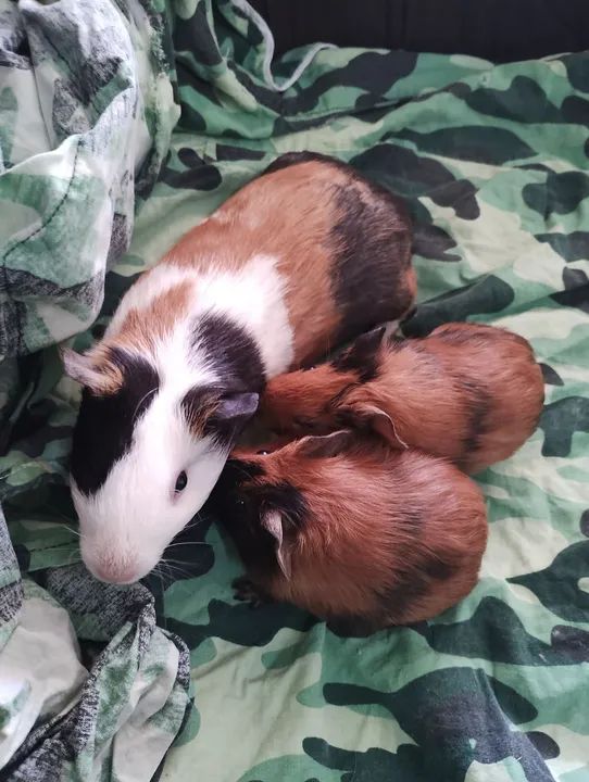 Mamãe porquinha da índia e filhotes - Foto 2