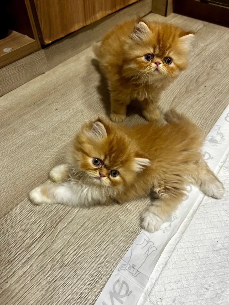 Vende-se gatas mini persas  - Foto 5