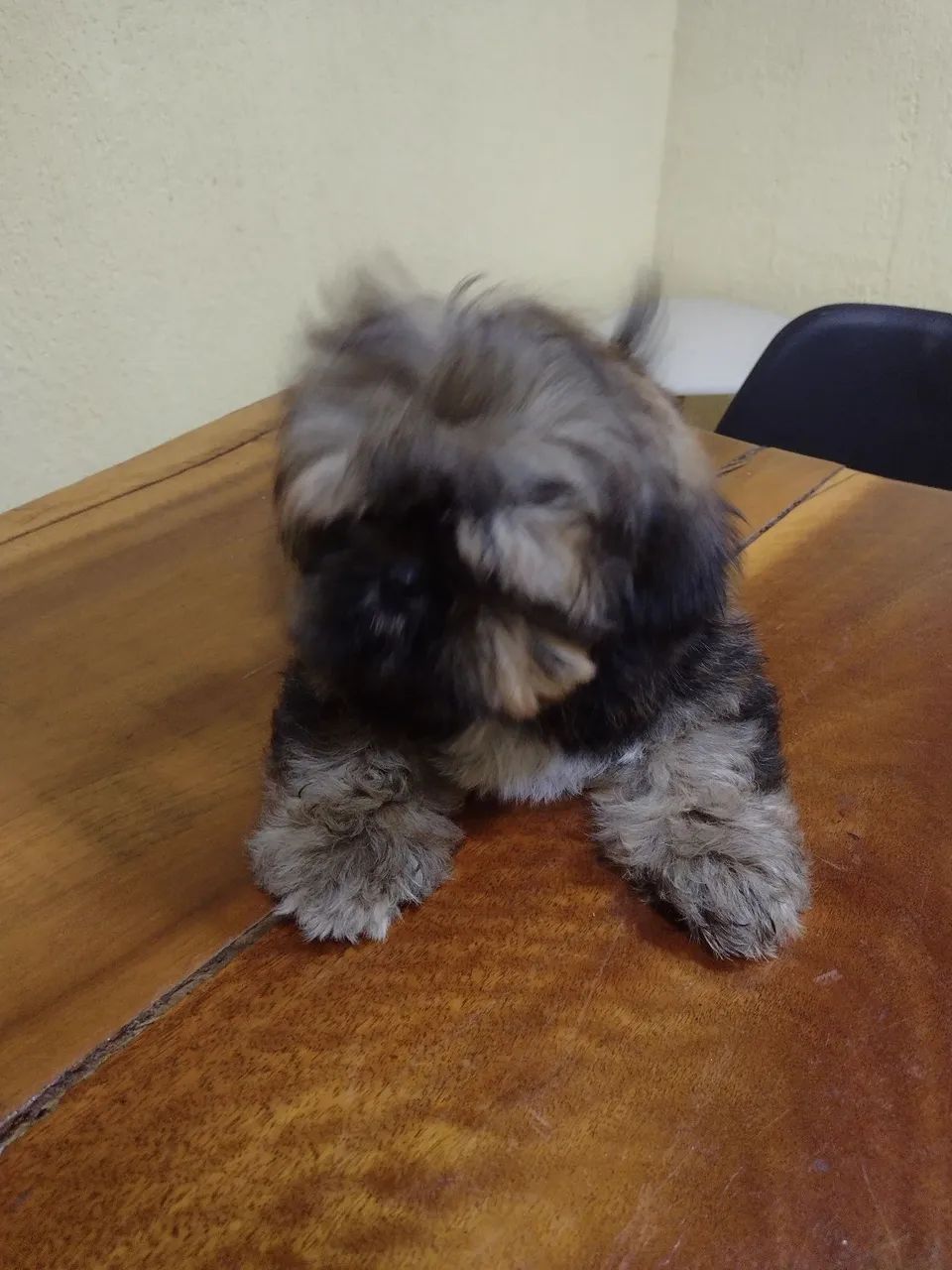 Shih Tzu filhote - Foto 5