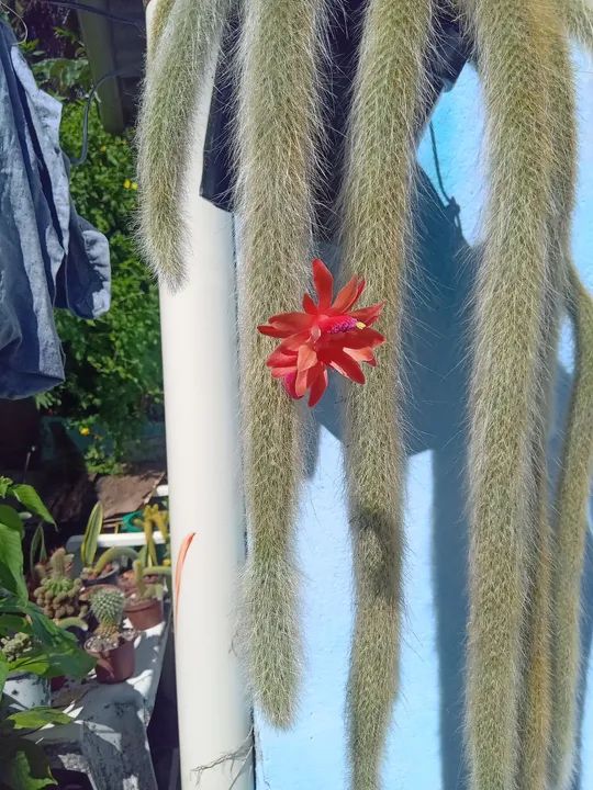 Cactus Raro com Flor | Rabo de Macaco  - Foto 3