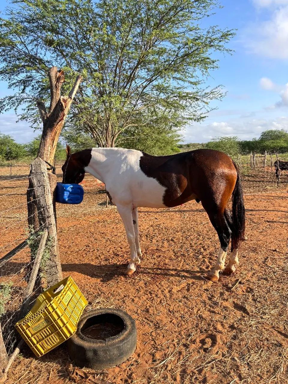Cavalo MM genuíno de macha picada para venda - Foto 5