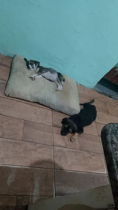 Filhotes de cachorro - Foto 2