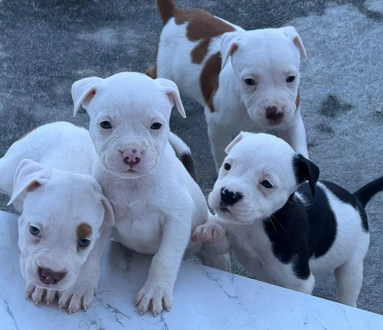 Filhotes de Pitbull