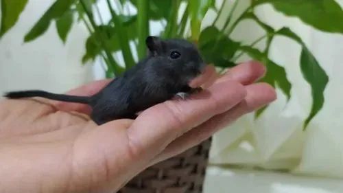 Gerbil Black filhote