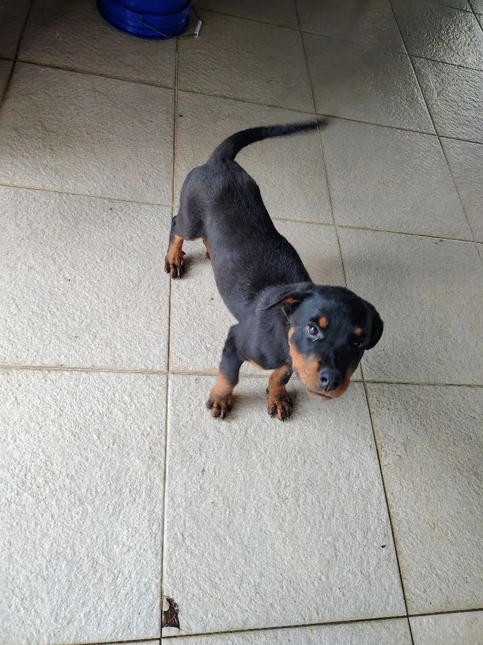 Filhote de Rottweiler- Pais com PEDIGREE  - Foto 2