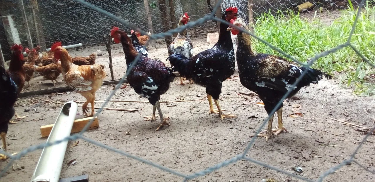 Galinhas e galos para venda