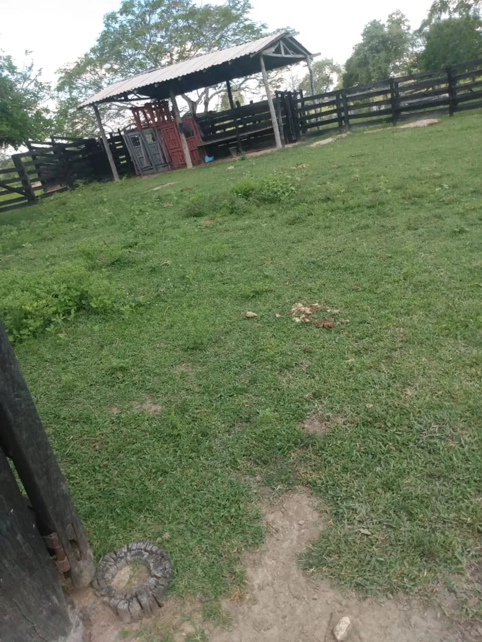 FAZENDA SANTA ROSA EM PORTO MURTINHO - MS