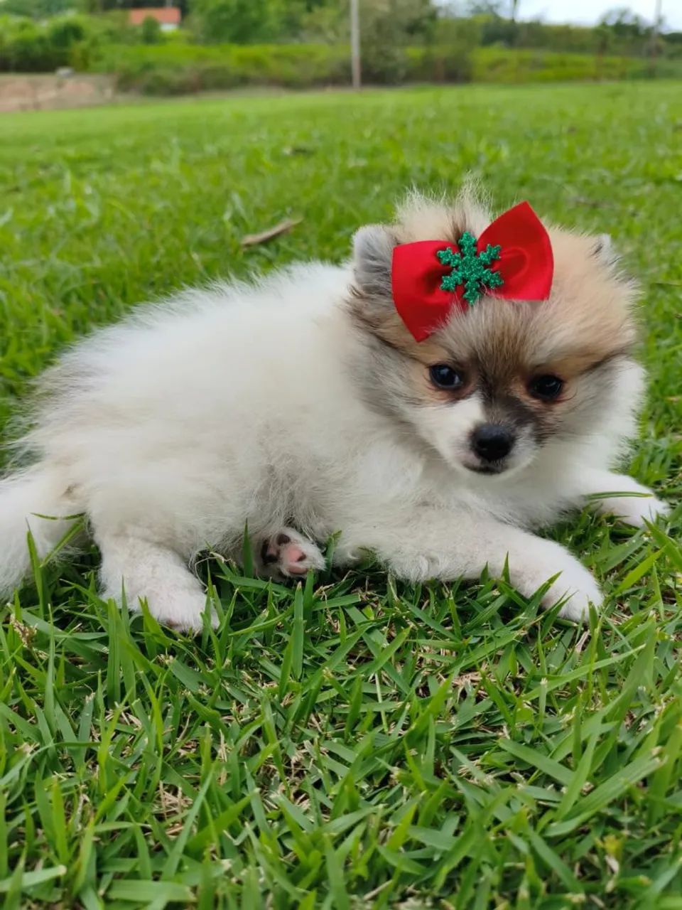 Filhote de spitz disponível fêmea anão