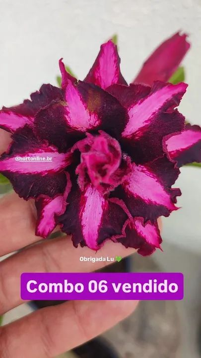 Rosas do deserto - cores exóticas e diferenciadas  - Foto 2