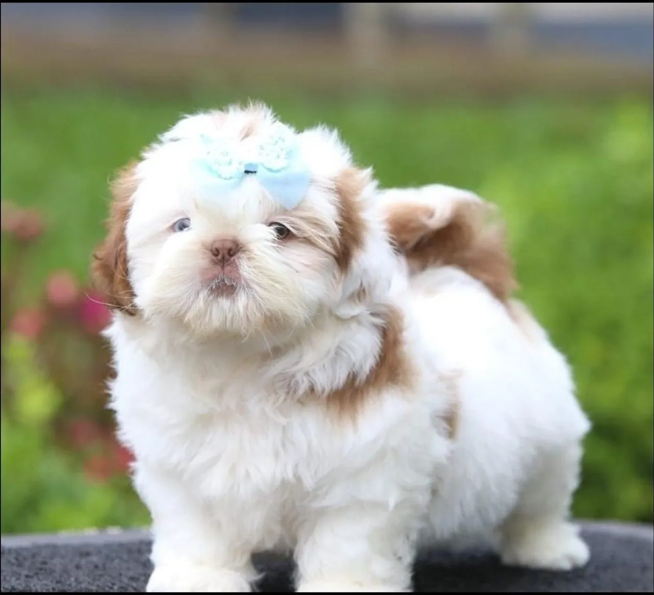 Filhote Shih Tzu Fêmea