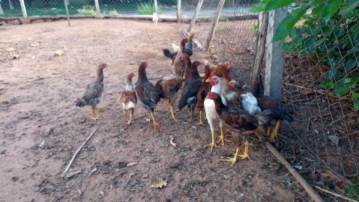 Frango e galinha caipira 