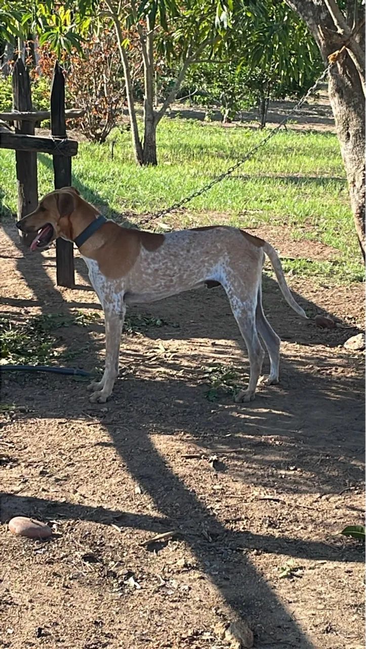 Filhote pointer inglês, vermifugados, vacinados, 8 meses - Foto 2