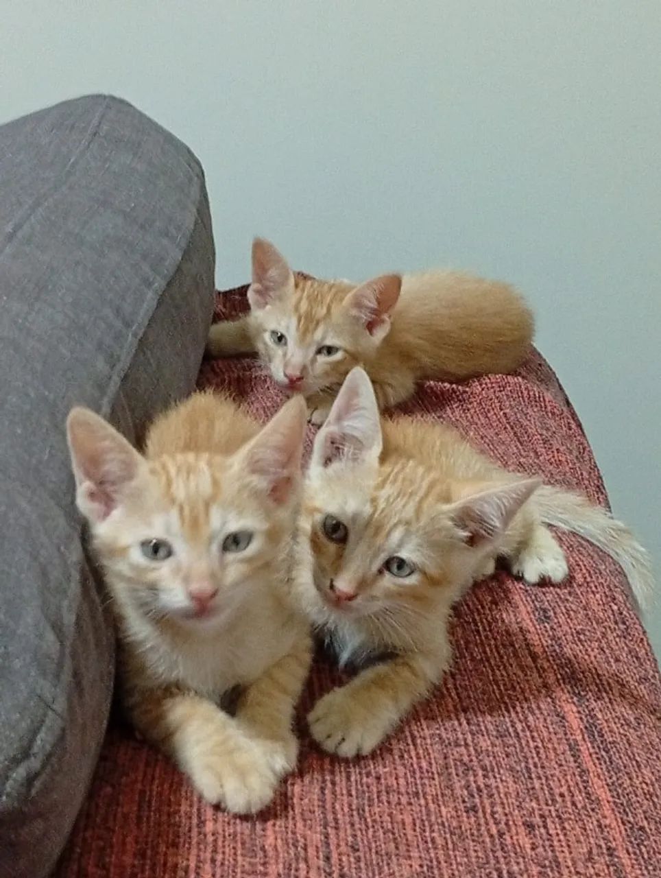 Filhotes de gato para adoção responsável - Foto 2