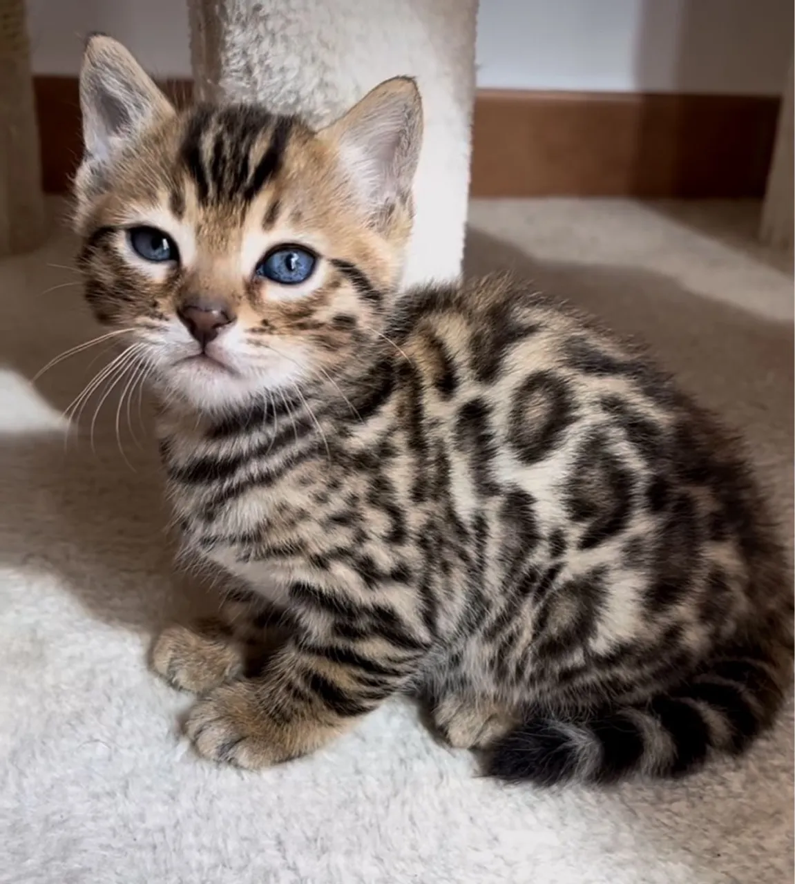 Lindos Filhotes de Bengal Disponíveis - Beleza e Elegância Felina!