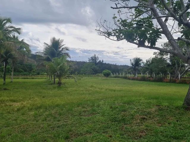 Vende-se Sítio de Laranja Produtivo - Esplanada/BA - Foto 2
