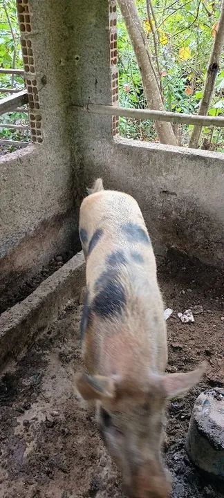 Porco com manchas pretas - Foto 2