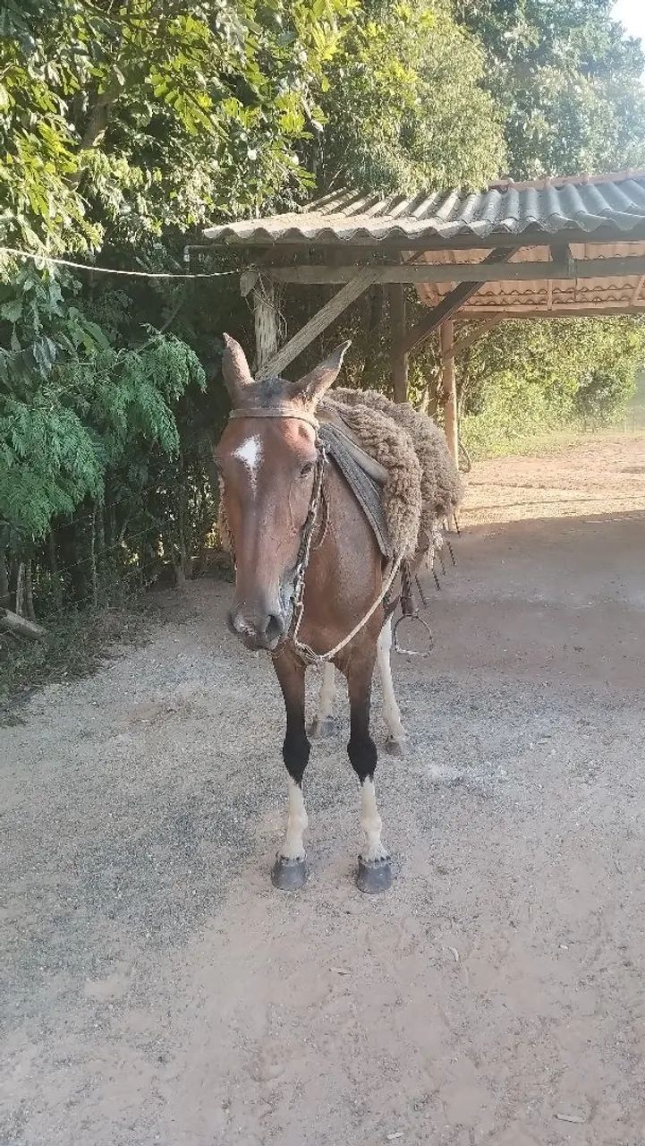 Égua  Mangalarga Marchador - Foto 2