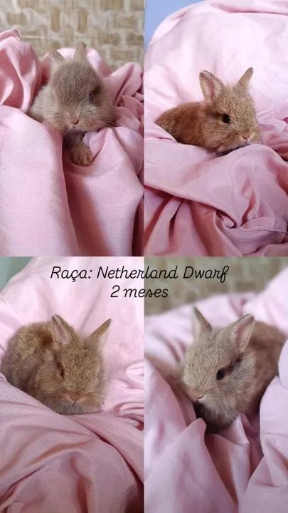 Filhotes de Coelho Netherland Dwarf, valor 150 reais 