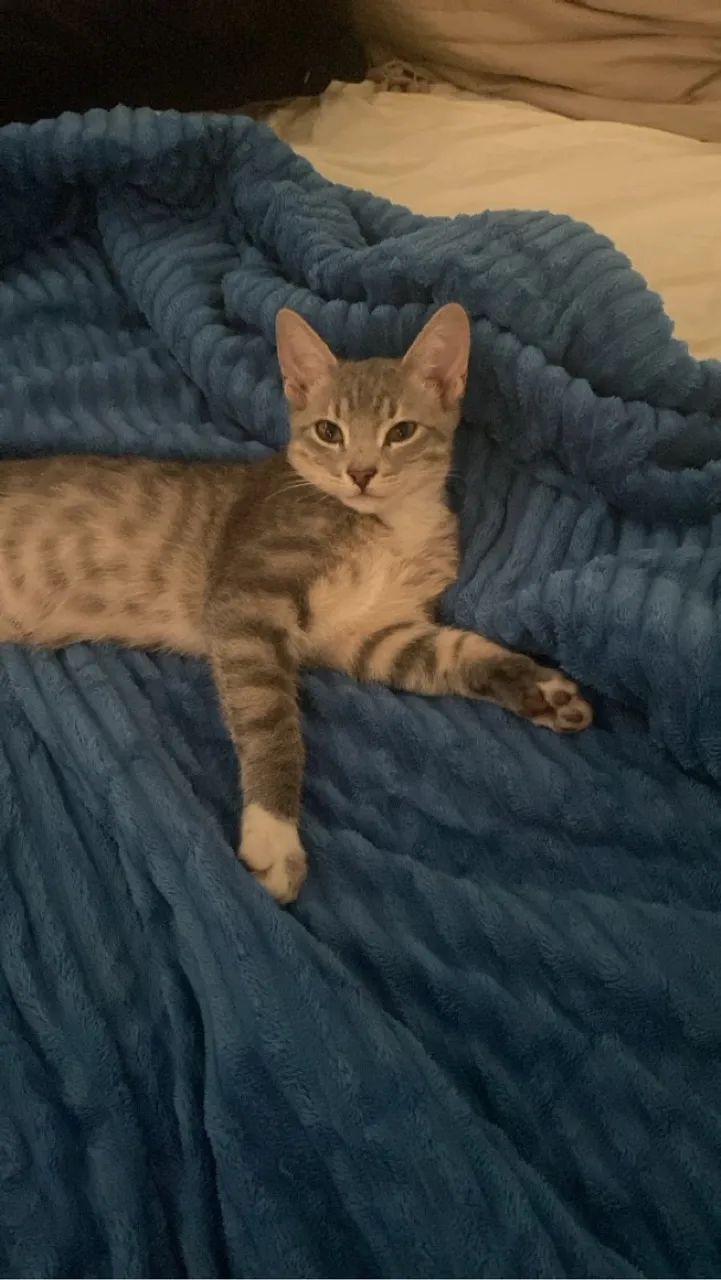 Gatinha para Adoção  - Foto 4