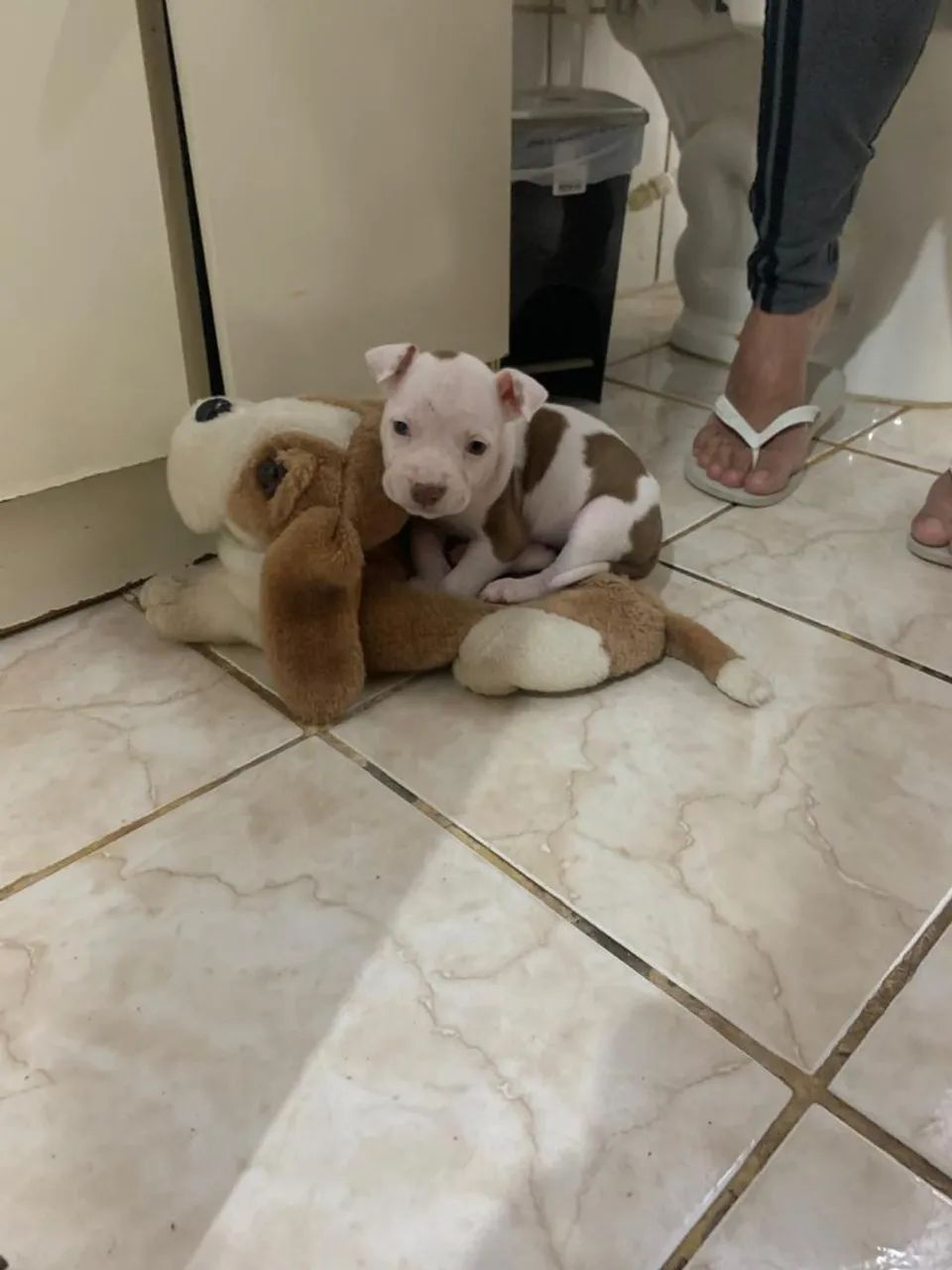 Filhote Pitbull