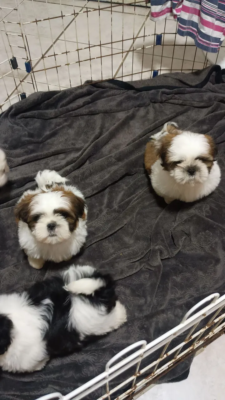 Filhotes de Shih Tzu fofinhos
